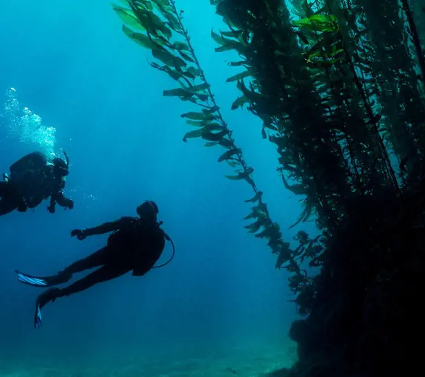Deep Diver