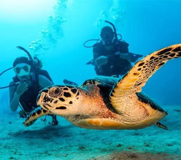 Open Water Diver